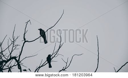 Silhouette of three crows in a dead tree