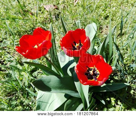 Three red blooming tulips in the bedflower close up