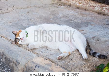Obesity concept - white fat lazy cat in the street.