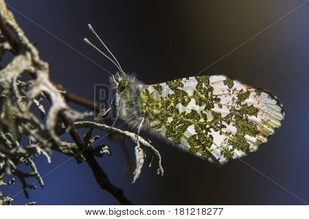An orange tip-butterfly is sitting  on a flower