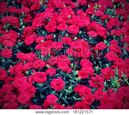 Background Of Red Carnations In Vintage Effect