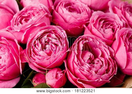 Rose Misty Bubbles. Bouquet flowers of pink roses in glass vase on dark grey rustic wooden background. Shabby chic home decor.