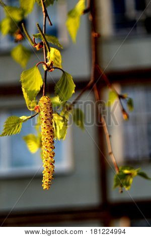 Young leaves on bearch tree in early spring