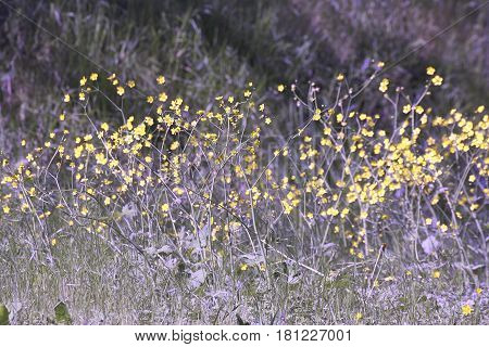 Yellow Buttercup In A Meadow