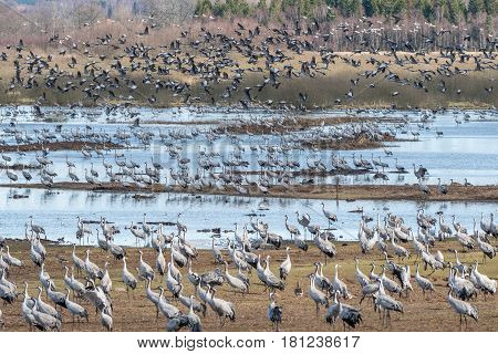 Cranes at Lake Hornborga during migration at springtime in Sweden. During its peak late March - early April up to 20000 cranes can be counted daily.