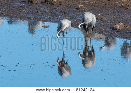 Cranes at Lake Hornborga during migration at springtime in Sweden. During its peak late March - early April up to 20000 cranes can be counted daily.