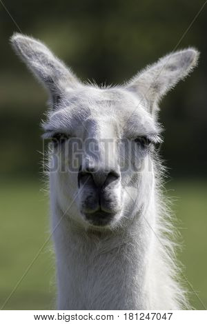 White llama portrait. Selective focus on dopey eyes. Stoned care free expression.