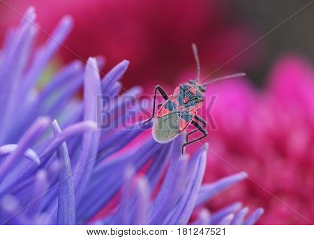 Background, color landscape of beautiful flower bug soldier on Aster flower close-up purple and red colors