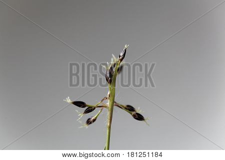 Flowers of the field wood rush grass (Luzula campestris)