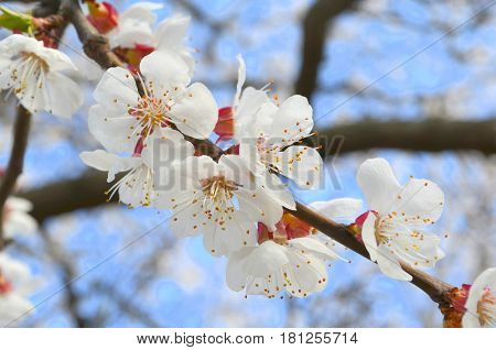 Flowering apricot tree in spring - white flowering