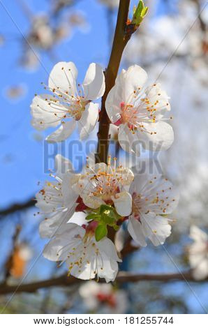 Flowering apricot tree in spring - white flowering