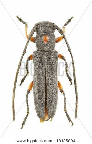 Phytoecia Virgula