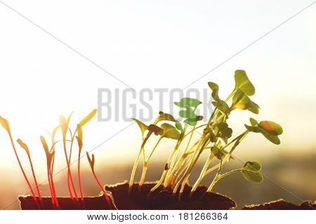 Sun rays on leaves of radishes and beets copyspace