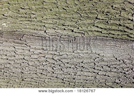 Fundo de casca