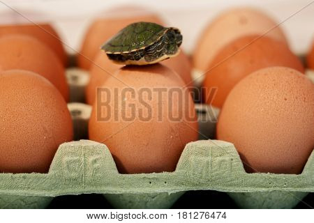 Eggs in a box on a white background with a small turtle on eggs humor easter