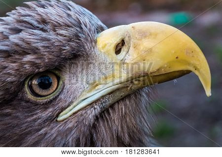 Eagle Close Up Portrait with natural light