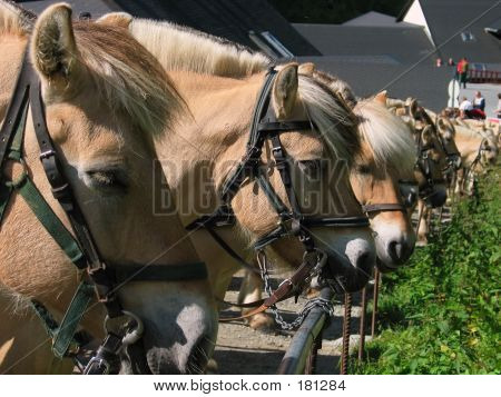 Chevaux norvégien brun