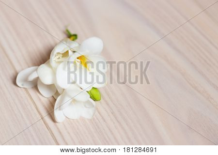 White Flowers Lay On The Wooden Floor. White Spring Flowers.