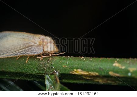 Lacewing Moth , Lacewing Moth of Borneo