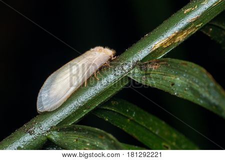 Lacewing Moth , Lacewing Moth of Borneo
