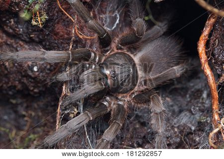 Tarantula, Close-up of Tarantula of Borneo , Beautiful Tarantula