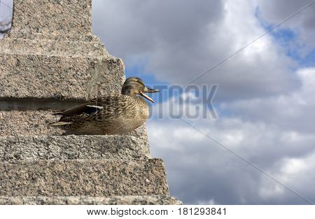 bird duck female standing on the stone stairs and opened the beak on the background of blue sky with white and gray clouds