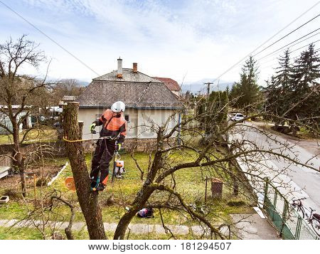 Lumberjack with chainsaw and harness pruning a tree. Arborist cuting tree branches.