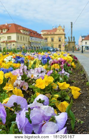 Closeup view on flowerbed on central square of Czech spa city Podebrady which is dominated Marian and Holy Trinity columns and city Seat of local government.