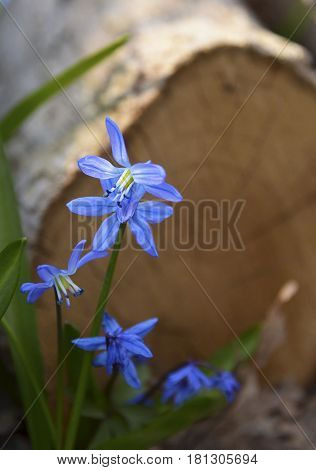 Blue Scilla flowers (Scilla siberica,Squill) in sunny spring forest.Selective focus,copy space.