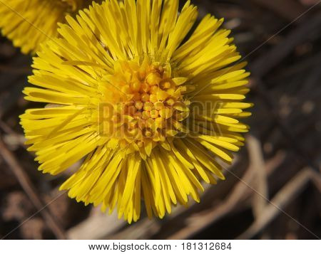 A Bud Of A Plant Foalfoot.