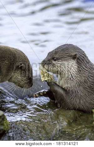 Animals and River Pollution. Otters eating a discarded plastic sweet wrapper. Showing human litter as a danger to wildlife. An environmental concern.