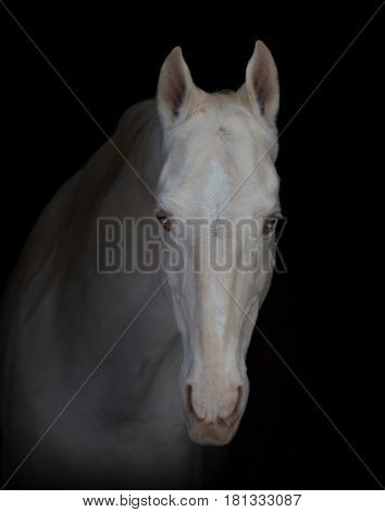 Portrait of the cremello horse with blue eyes on black background