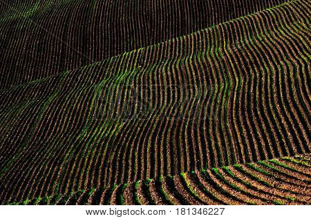 Farm field ploughed dirt and ground furrows ready for planting