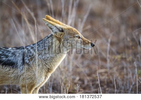 Black-backed jackal in Kruger national park, South Africa ; Specie Canis mesomelas family of Canidae