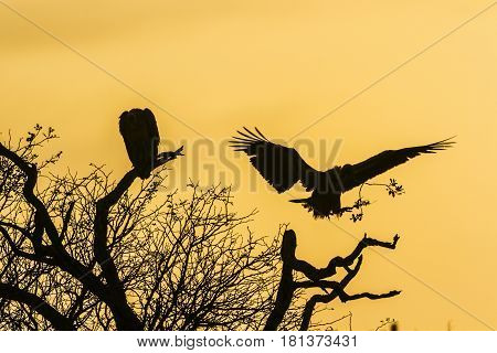 Cape vulture in Kruger national park, South Africa ; Specie Gyps coprotheres family of Accipitridae