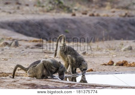 Chacma baboon in Kruger national park, South Africa ; Specie Papio ursinus family of Cercopithecidae