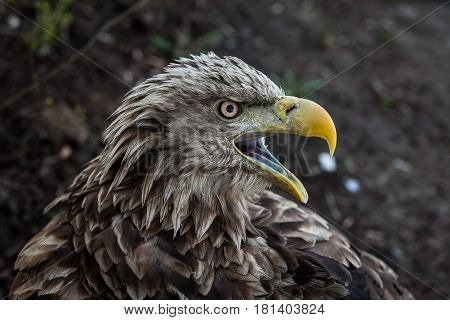 Eagle Close Up Portrait with natural light