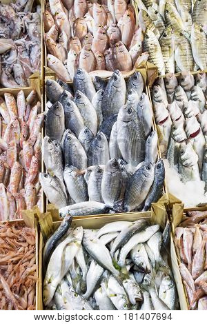 Freshly cought sea fish sold on market stall
