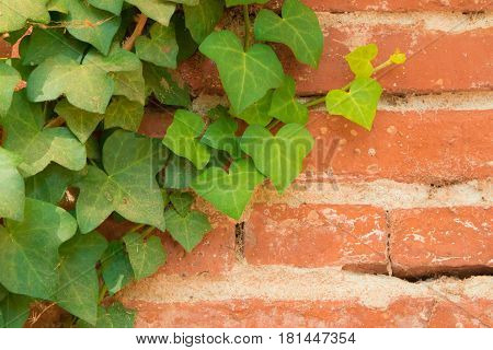 Closeup of climbing ivy leaves on an old red bricks wall