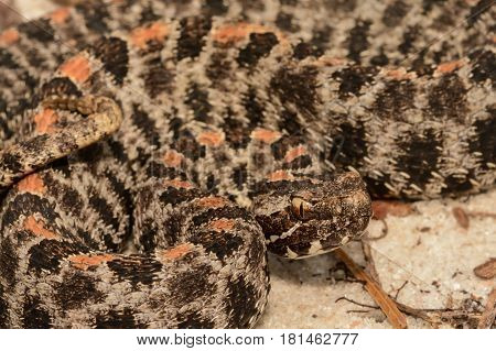 A close up of a Pygmy Rattlesnake