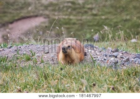 The marmot got out of the mink and sits on the rocks