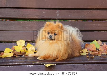 Pomeranian dog. Dog in autumn park. Dog on a bench. Serious pomeranian dog.