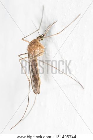 mosquito on the white wall. close-up . A photo