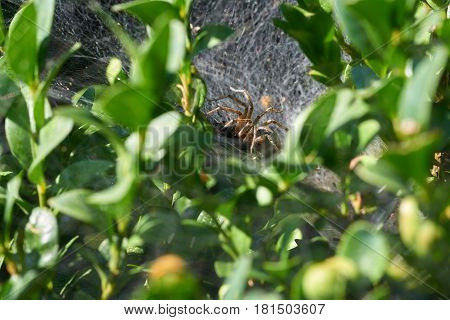 A spider is eating victim in hidden nest
