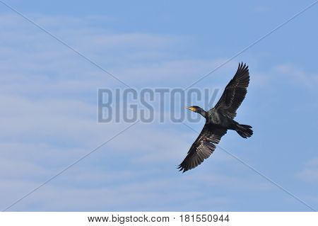 Great Cormorant (Phalacrocorax carbo) in flight against blue sky