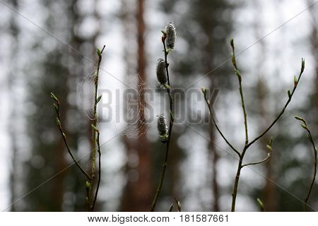 Willow bud in droplets of water against the backdrop of cobwebs