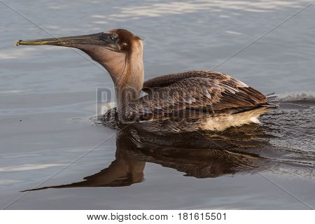 Brown pelican swallowing fresh eaten fish while swimming