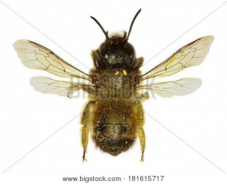 Red Mason Bee on white Background - Osmia bicornis (Linnaeus1758)