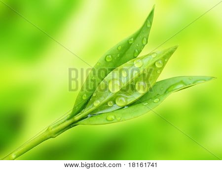 Tea tree (Thea sinensis). The leaves have been used in alternative medicine and other medical systems to treat asthma, angina pectoris, peripheral vascular disease, and coronary artery disease.