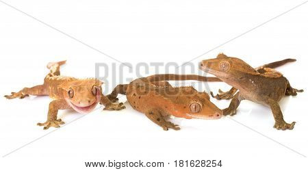 Crested gecko in front of white background